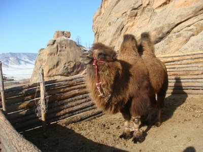 Tereldsh Nationalpark - Mongolei - Kamel