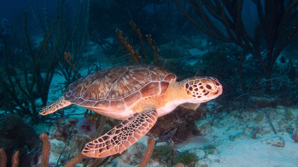 Loggerhead Meeresschildkröte Bild: (c) Aruba Tourism Authority