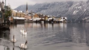 Schwäne und Hallstatt im Winter