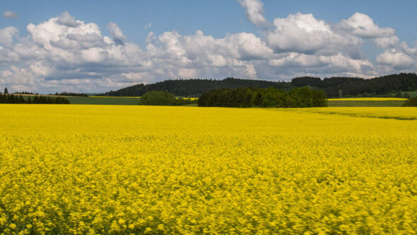 Bild: Rapsfeld in Südböhmen - Tschechien